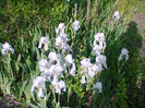 Fotogr.1124