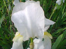 Fotogr.1130
