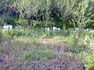 Fotogr.1136