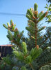 Picea abies (2013, May 03)