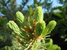 Picea abies (2013, May 03)