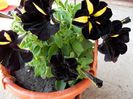 petunia bordo-negru cu galben
