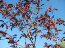 Prunus persica Davidii (2013, May 03)