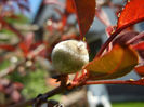Prunus persica Davidii (2013, May 03)