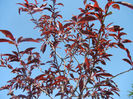Prunus persica Davidii (2013, May 03)