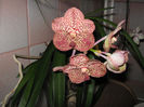 inflorire vanda