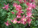 aquilegia