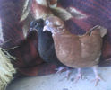 IMG0258A