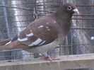 DSC00545