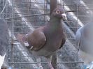 DSC00557