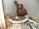poze aprilie  2013 424