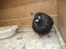 poze aprilie  2013 438