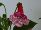 Kohleria Simone (ni)