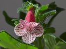 Kohleria Nasca (ni)