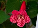 Kohleria Yf s Lucica