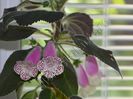 Kohleria HCY`s Jardin de Monet