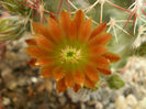 Chloranthus v. cylindricus