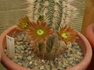 Echinocereus russanthus