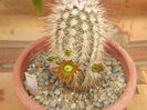 Echinocereus russanthus