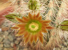 Echinocereus russanthus