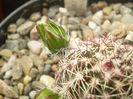 Echinocereus viridiflorus ssp. corelli