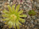 Echinocereus viridiflorus ssp. corelli