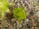 Echinocereus viridiflorus ssp. corelli