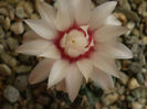 Gymnocalycium amerhauseri
