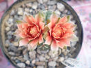 Gymnocalycium baldianum