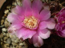 Gymnocalycium horridispinum