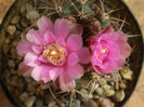 Gymnocalycium horridispinum