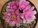 Gymnocalycium horridispinum