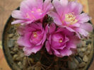 Gymnocalycium horridispinum