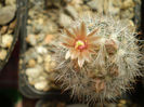 Escobaria chaffey