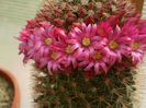 Mammillaria columbiana