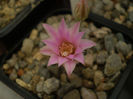 Mammillaria longiflora