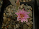 Mammillaria longiflora