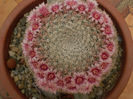 Mammillaria pseudoperbella