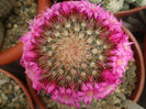 Mammillaria spinosissima