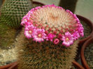 Mammillaria spinosissima subsp pilcayensis