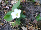 Fotogr.1153