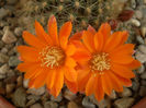 Rebutia flavistyla