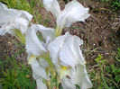 Fotogr.1162