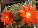 Rebutia pseudodeminuta