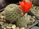 Rebutia pseudodeminuta