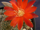 Rebutia pseudodeminuta