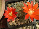 Rebutia pseudodeminuta
