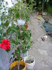 Fotogr.1142