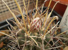 Glandulicactus wrightii