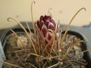 Glandulicactus wrightii